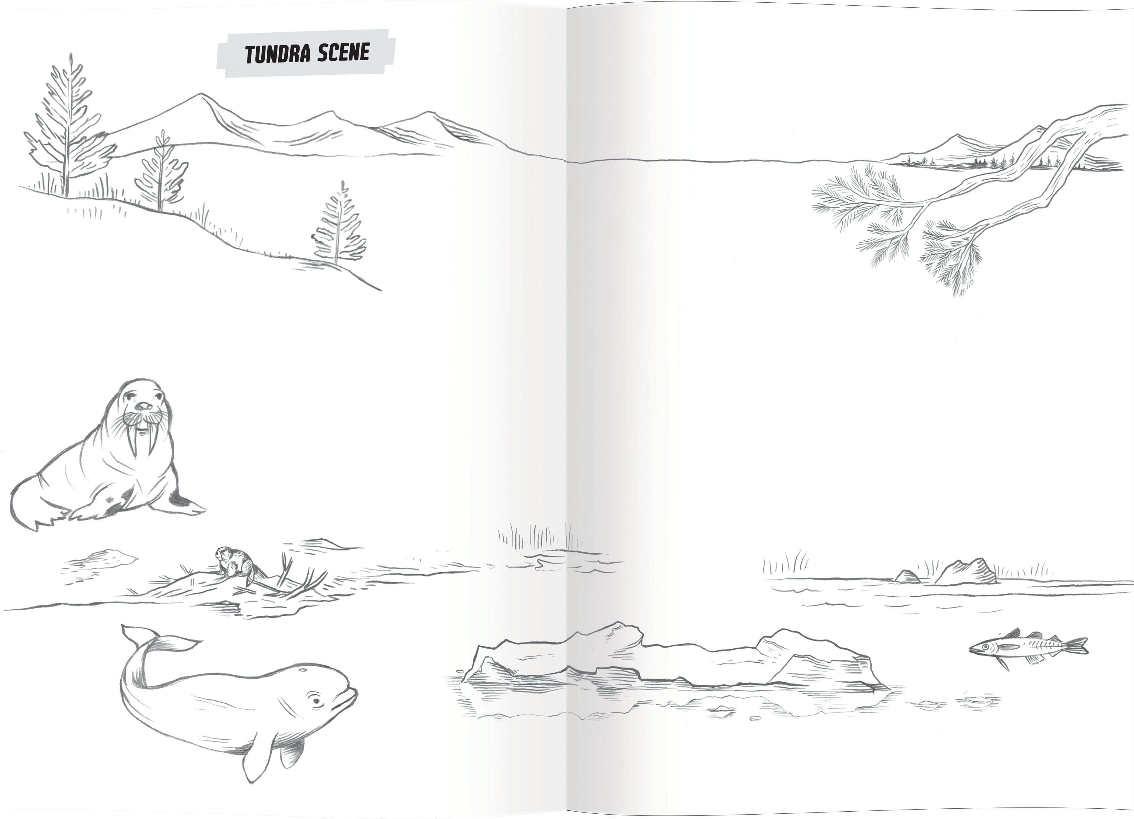 Learn to Draw Wild Animals by eeBoo | Unique Fun Gifts
