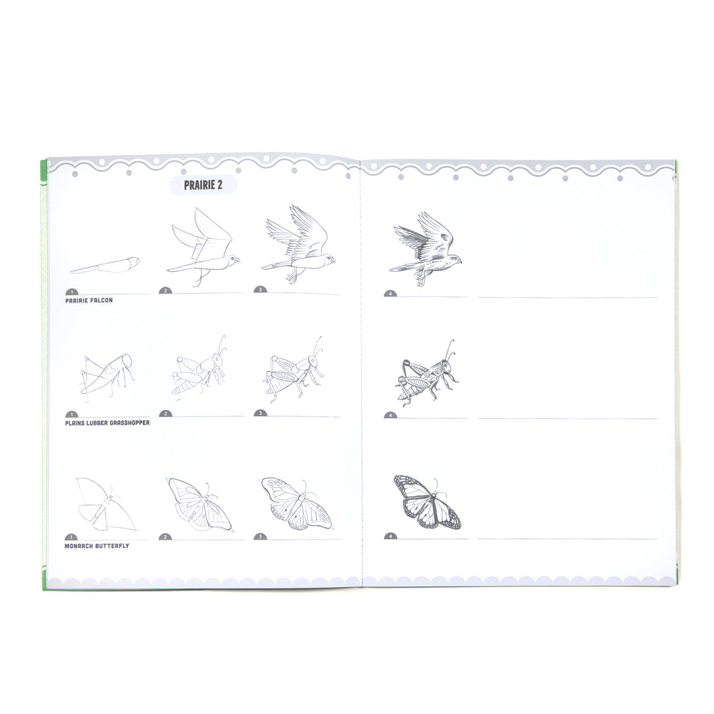 Learn to Draw Bugs, Birds, & Butterflies